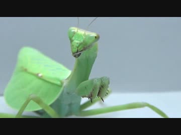 [閲覧注意!!]  再編集　ニセコノハカマキリ(♀）にゴキブリを食べさせてみた。(Pseudoxyops perpulchra)