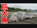 宮崎市 青島で謎の巨大生物