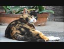 長岳寺のねこ
