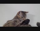 拾いねこ＠生後2533/2500日目　月音さん2500日記念～～ヽ( ´ー`)ノ