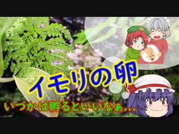 【ビバリウム】イモリを卵から育てたい　/イモリウム.03