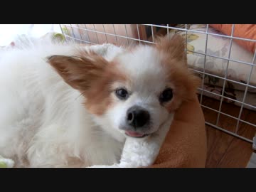 寝ぼけ顔のワンコ（パピヨン）