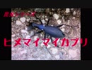 昆虫シリーズ　　ヒメマイマイカブリ