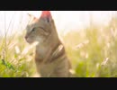 Cat in the Sun　下川貴裕