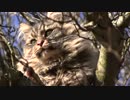 Tabby Cat in a Tree　下川貴裕