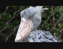 けっこう動くハシビロコウさんがかわいい