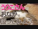 うりこさんのおなかを吸ってみよう。