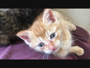 おしゃべり子猫、熟睡する