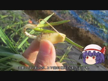 ゆっくり農民108ニンニクを育ててみませんか？#4