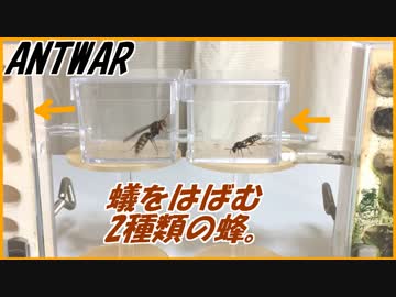 2種類の蜂がアリの行く手を阻んだら、アリは逃げる？戦う？