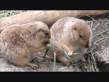 ごはんを離したくないプレーリードッグちゃんがかわいい