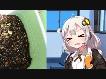 あかりの家庭菜園(オクラ編)Part2