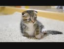 魔女なんか怖くない