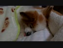 舌を出してすやすやするワンコ（パピヨン）4