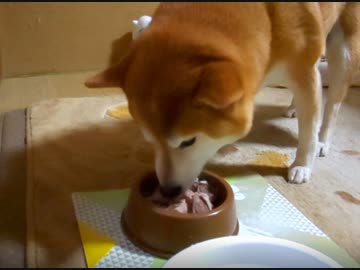 【柴わんこのはる】１１才のお誕生日