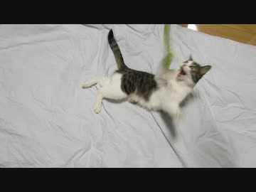 布団の上で遊ぶ猫