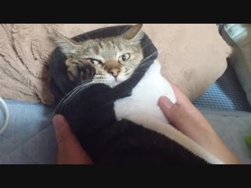 拾いねこ＠生後2535/2502日目　おくるみ月さん、招きにゃんこ可愛い。