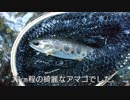 #13 【渓流釣り】京都の渓流でアマゴ釣り！堰堤下で連発!?【ルアー】