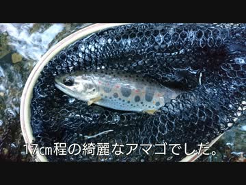 #13 【渓流釣り】京都の渓流でアマゴ釣り！堰堤下で連発!?【ルアー】