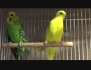 0615 〜今日はオウムとインコの日 へ(￣▽￣)へ