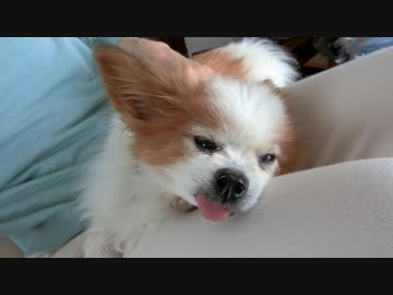 肩甲骨のあたりをマッサージされるワンコ（パピヨン）