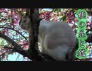 桃の花とマドゥ