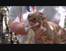 仏コルシカ島で「キツネネコ」捕獲？当局は新種と主張