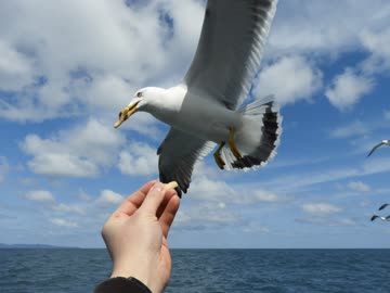 【ゆっくり】貴族かぶれが日本を楽しむ 新潟編　2日目