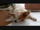 地べたにべったりしながらまったりするワンコ（パピヨン）2