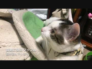 猫に猫動画見せてみた。