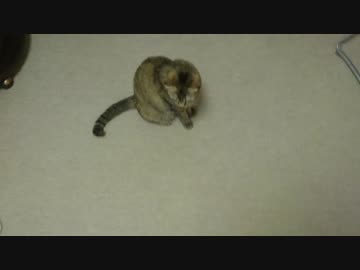 拾いねこ＠生後2537/2504日目　帰宅直後のアコさん。