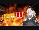 あかりちゃんVSチーター