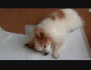 地べたにべったりしながらまったりするワンコ（パピヨン）3
