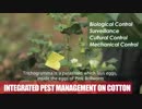 Yavatmal basks in the success of its cotton farmers