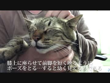 【茶番】猫を子猫っぽく幼く撮る方法MarkⅡ