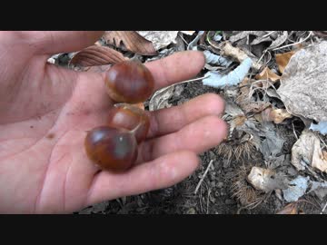 平成最後の狩猟生活（その８０）