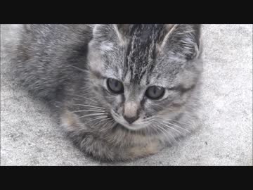 朝起きたら庭に子猫が侵入しまくってた