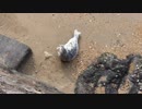 パソコン復活記念のアザラシの赤ちゃん