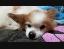 ちょっと高いところが好きなワンコ（パピヨン）