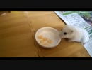 ハムスター飼いました。その72～ハムスターとおいチーズ