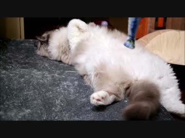 きょうもごろんごろんするのにゃ