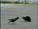 猫とカラス