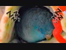 まどろむサザナミインコを見守る動画