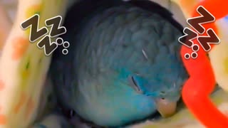 まどろむサザナミインコを見守る動画