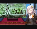 あかりの家庭菜園(オクラ編)Part3
