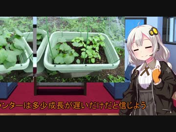 あかりの家庭菜園(オクラ編)Part3