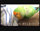 インコの大好きなタオルケット