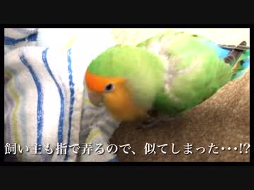 インコの大好きなタオルケット