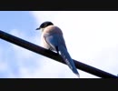 オナガの鳴き声