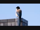 虫にめっちゃたかられてるオナガ